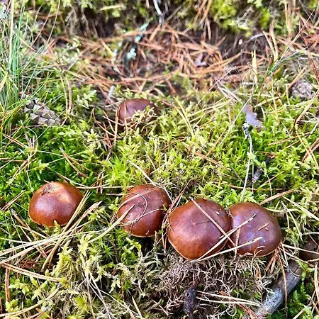 Raj Na Kaszubach - Palubicka Bor - Na Wynajem Vakantiehuis Klaczno