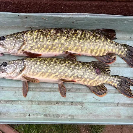 Raj Na Kaszubach - Palubicka Bor - Na Wynajem *