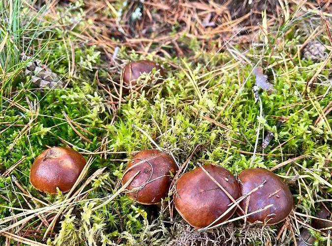 Raj Na Kaszubach - Pałubicka Bór - Na Wynajem Сasa de vacaciones Klaczno