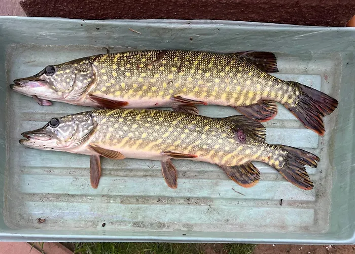 Raj Na Kaszubach - Pałubicka Bór - Na Wynajem *